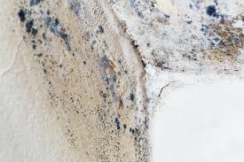 Best Residential Mold Inspection & Testing in Frederic, WI